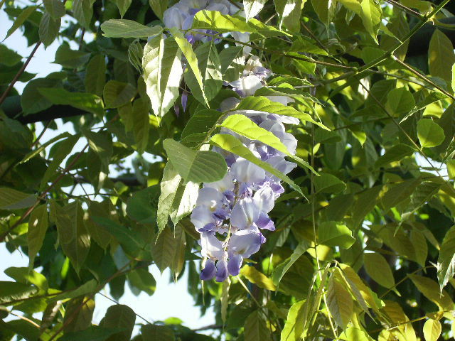 wisteria-2010-2