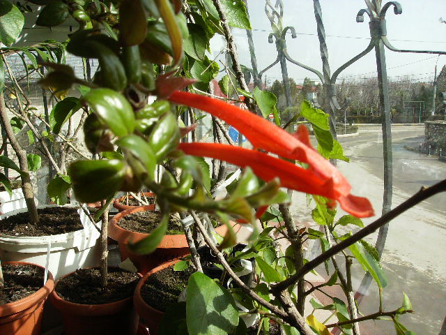 columnea banskii