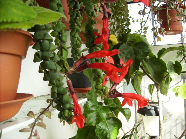 aeschinanthus scoobydoo 2