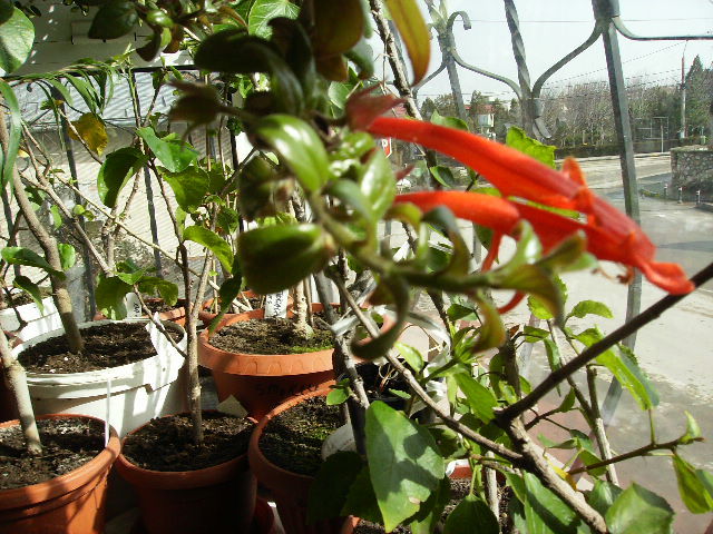 columnea banskii-2