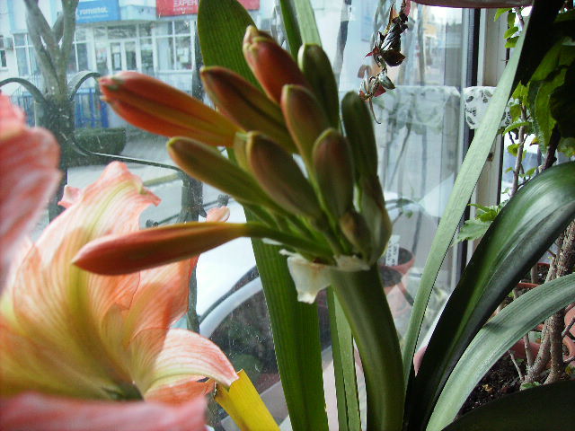 clivia