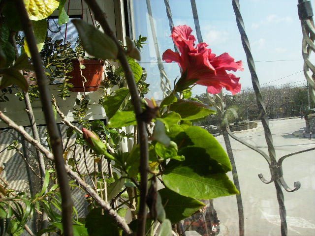 hibiscus