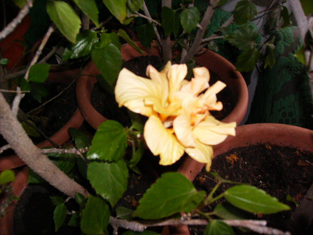 hibiscus
