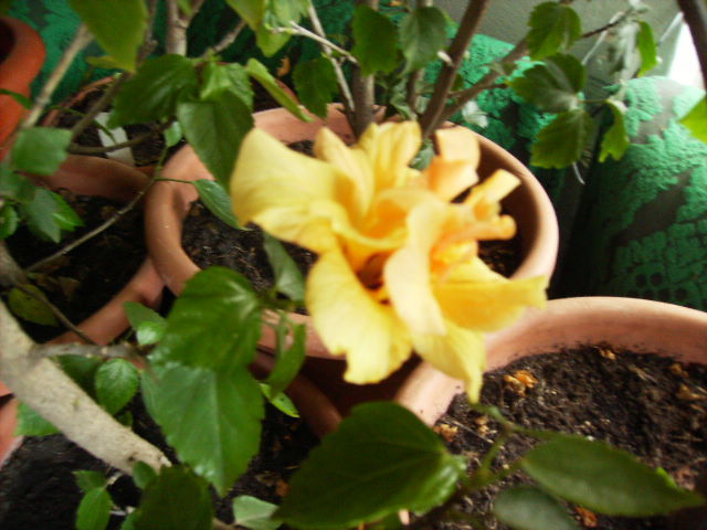 hibiscus 2