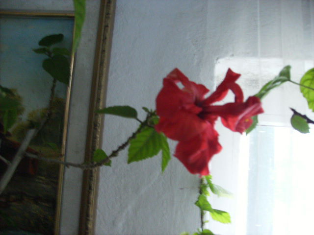 hibiscus