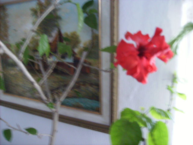 hibiscus 2