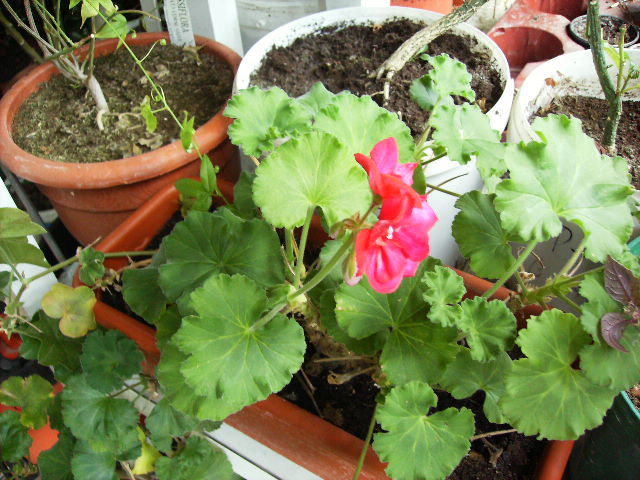 muscata zonala