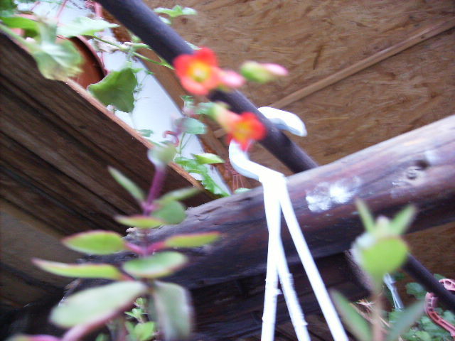 kalanchoe tessa
