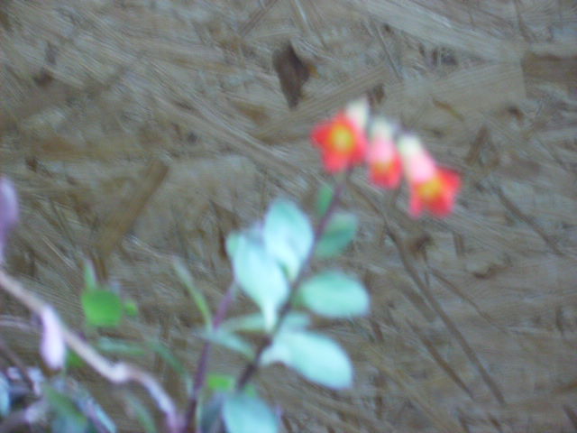 kalanchoe tessa