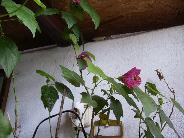 abutilon mov-decedat