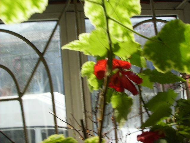 abutilon su floare mare rosie 2