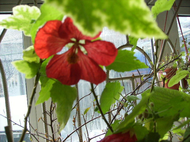 abutilon rosu cu floare mare