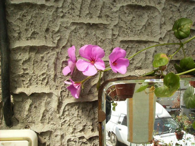muscata curgatoare