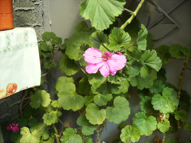 muscata englerzeasca 2