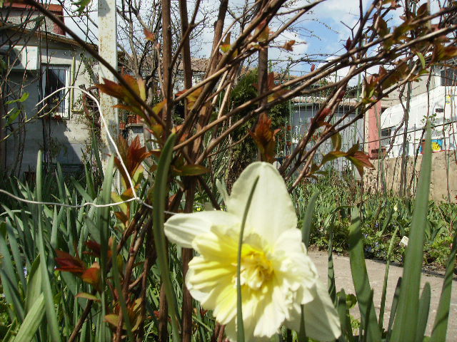 narcisalb cu galben