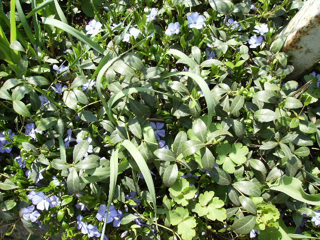 vinca maior