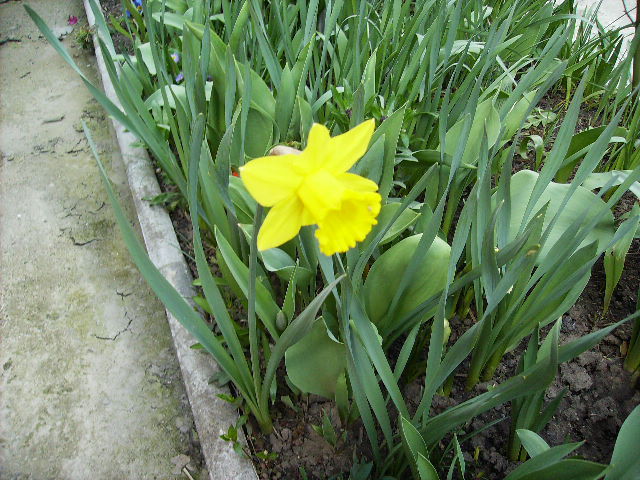 narcisa galbena specie