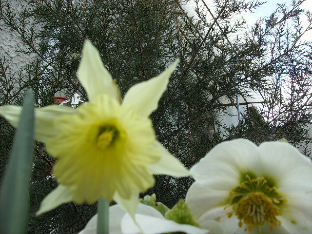 narcisa specie 2