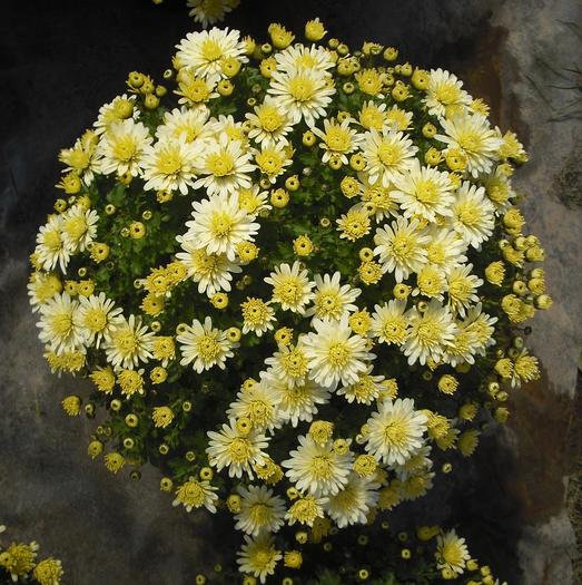 DSCF1373 - Crizanteme
