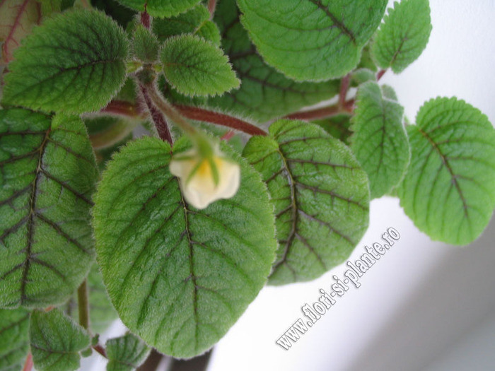 Niphaea oblonga 5 - 11  EXPOZITIE VIRTUALA  GESNERIACEAE