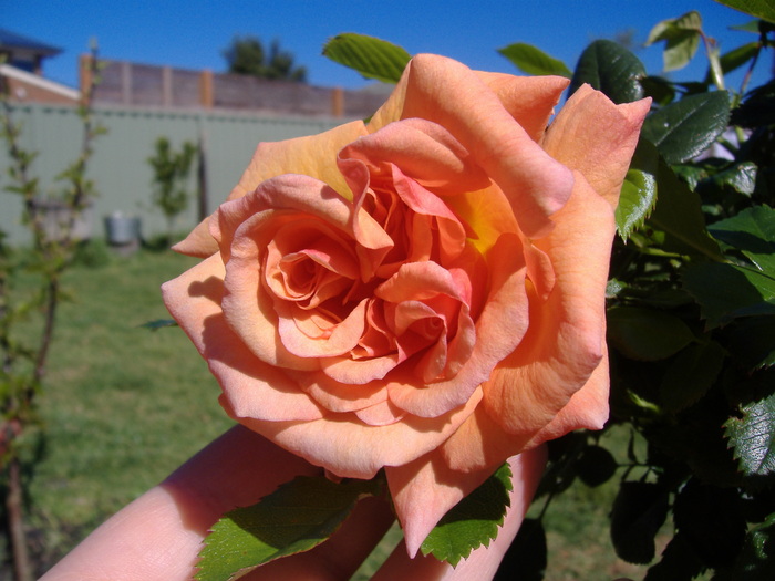 DSCF2217 - Hybrid tea heritage