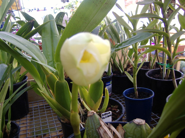 Lycaste - Lycaste Macama Atlantis HCC-OSCOV