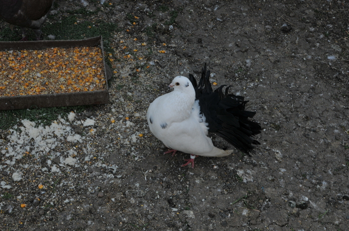 DSC_2111 - poze noi 2010