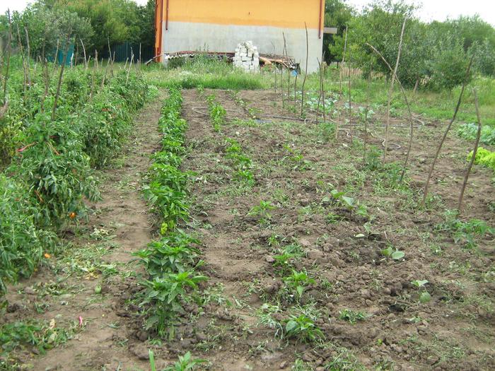 ardei si vinete iulie - GRADINA DE LEGUME IULIE