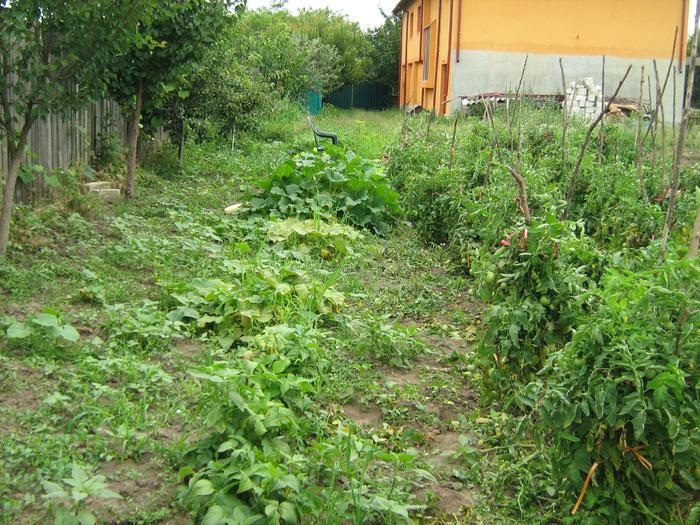 fasole si dovlecei - GRADINA DE LEGUME IULIE