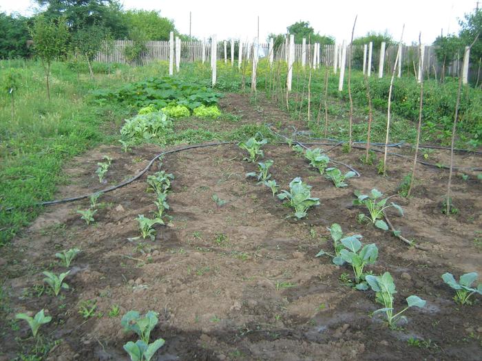 gradina de legume iulie