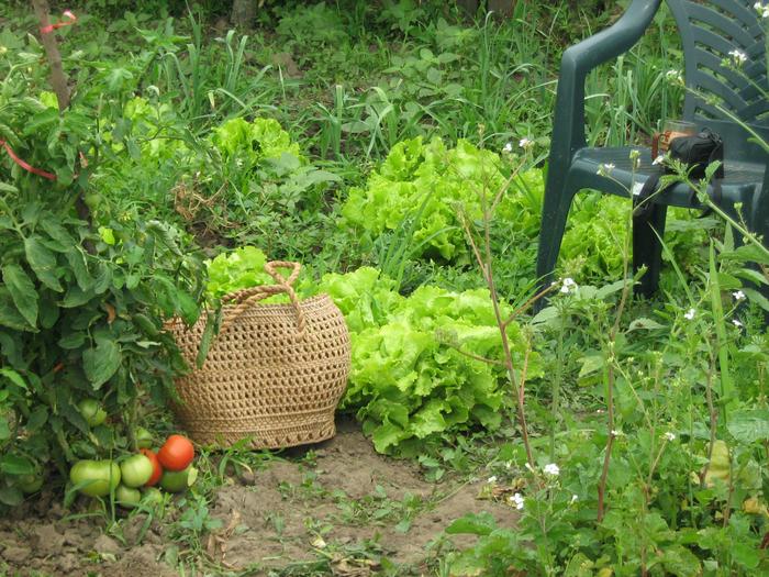 in gradina iulie1 - GRADINA DE LEGUME IULIE