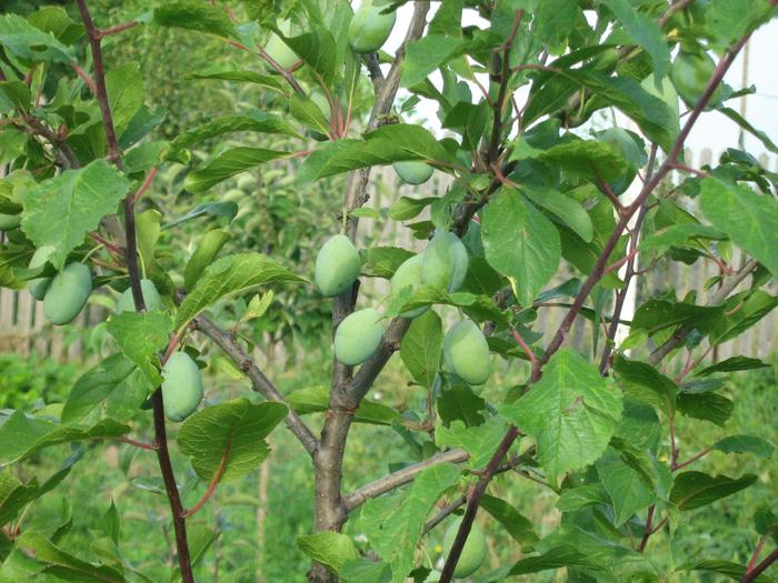 prun iulie 1 - GRADINA DE LEGUME IULIE