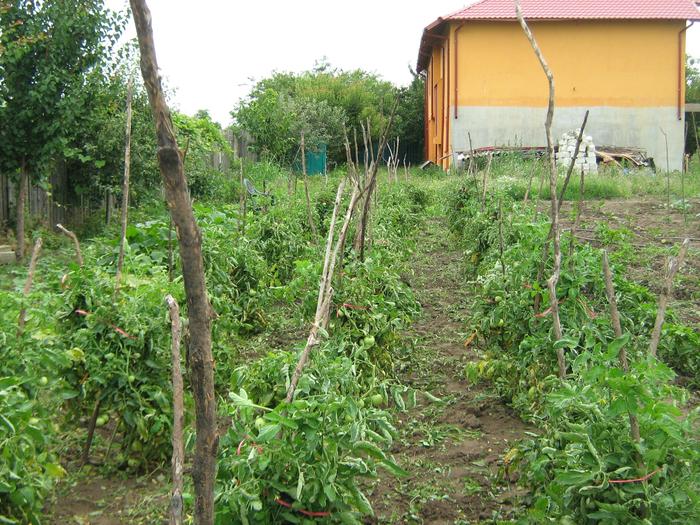 rosii iulie 9 - GRADINA DE LEGUME IULIE