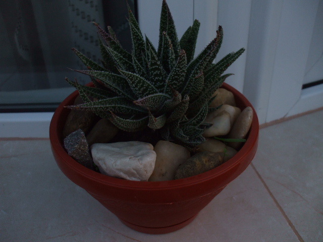 Haworthia