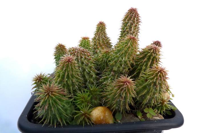 - Huernia pillansii
