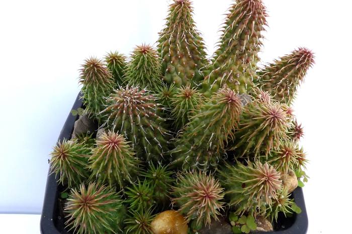  - Huernia pillansii