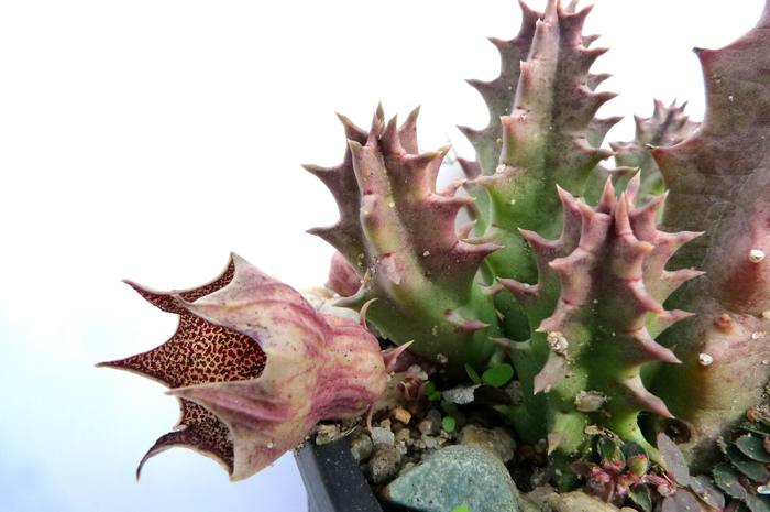  - Huernia barbata