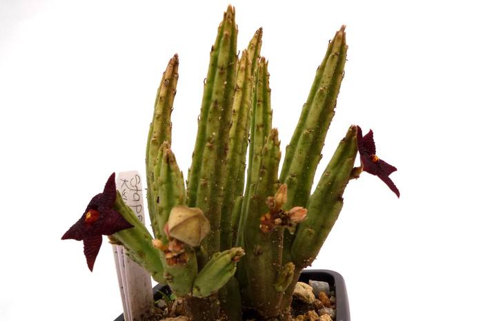  - Stapelia kwebensis