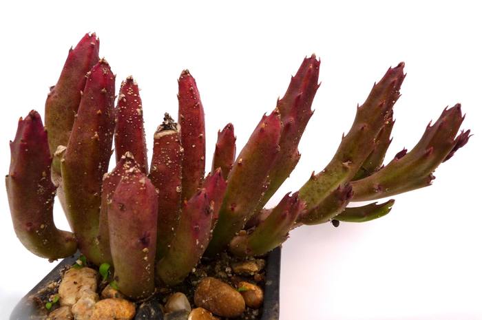  - Stapelia schinzii