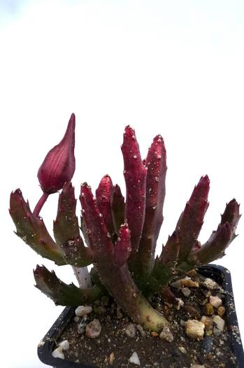  - Stapelia schinzii