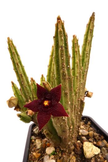  - Stapelia kwebensis