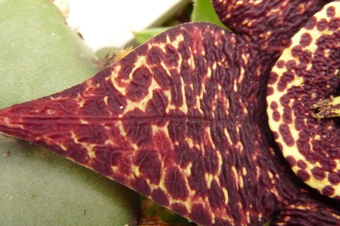  - Stapelia variegata