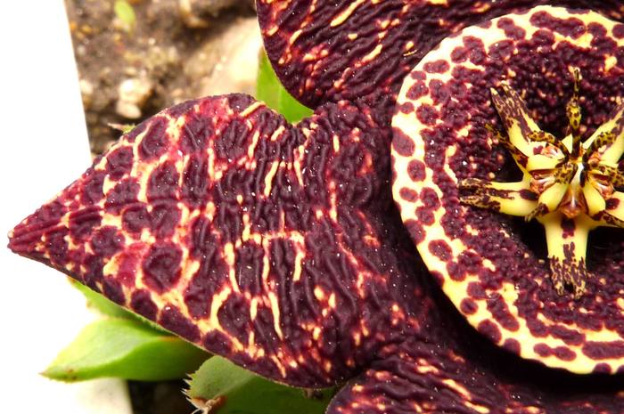  - Stapelia variegata