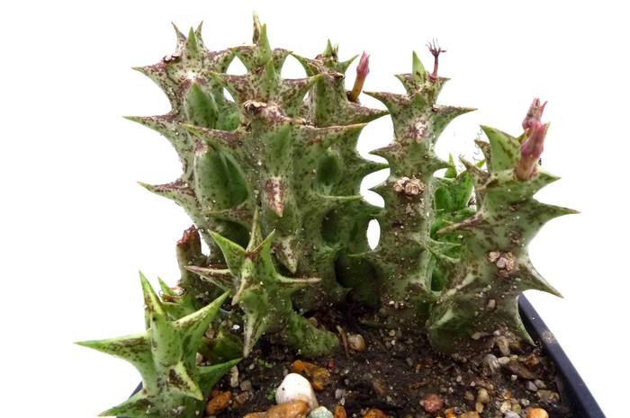  - 7 Caralluma mentjetsiana