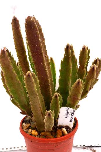  - Stapelia gettleffii