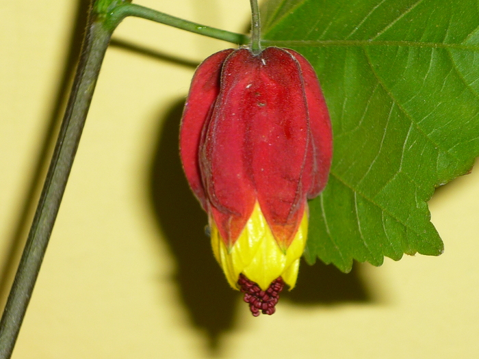 Abutilon megapotamicum in 5 oct 2010
