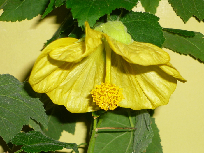 Abutilon galben in 5 oct 2010