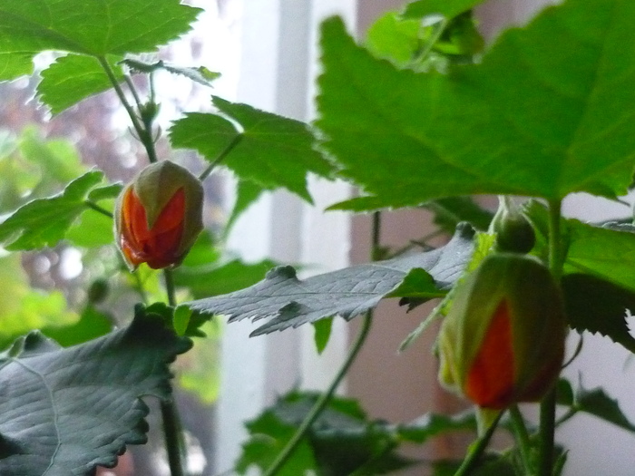 Abutilon portocaliu in 5 octom 2010