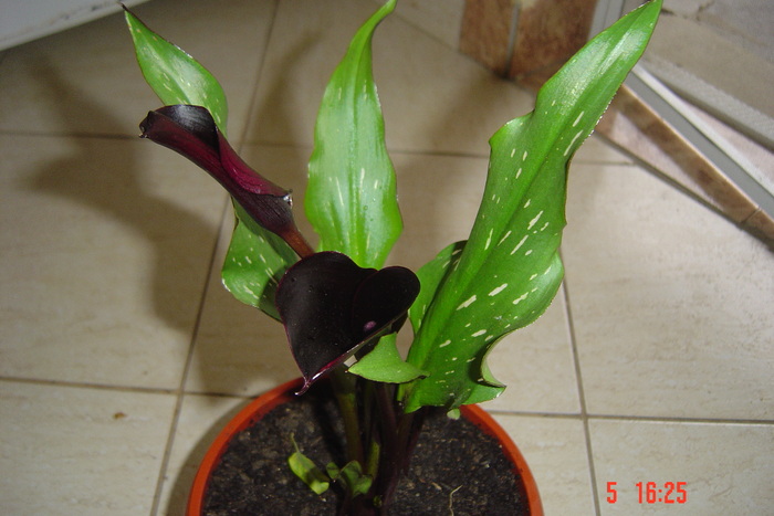floare neagra - 2012-2011 CALA ZENTENDESCHIA
