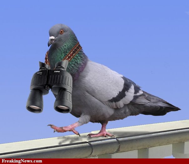 spy-pigeon--15440 - Cei mai frumosi porumbei